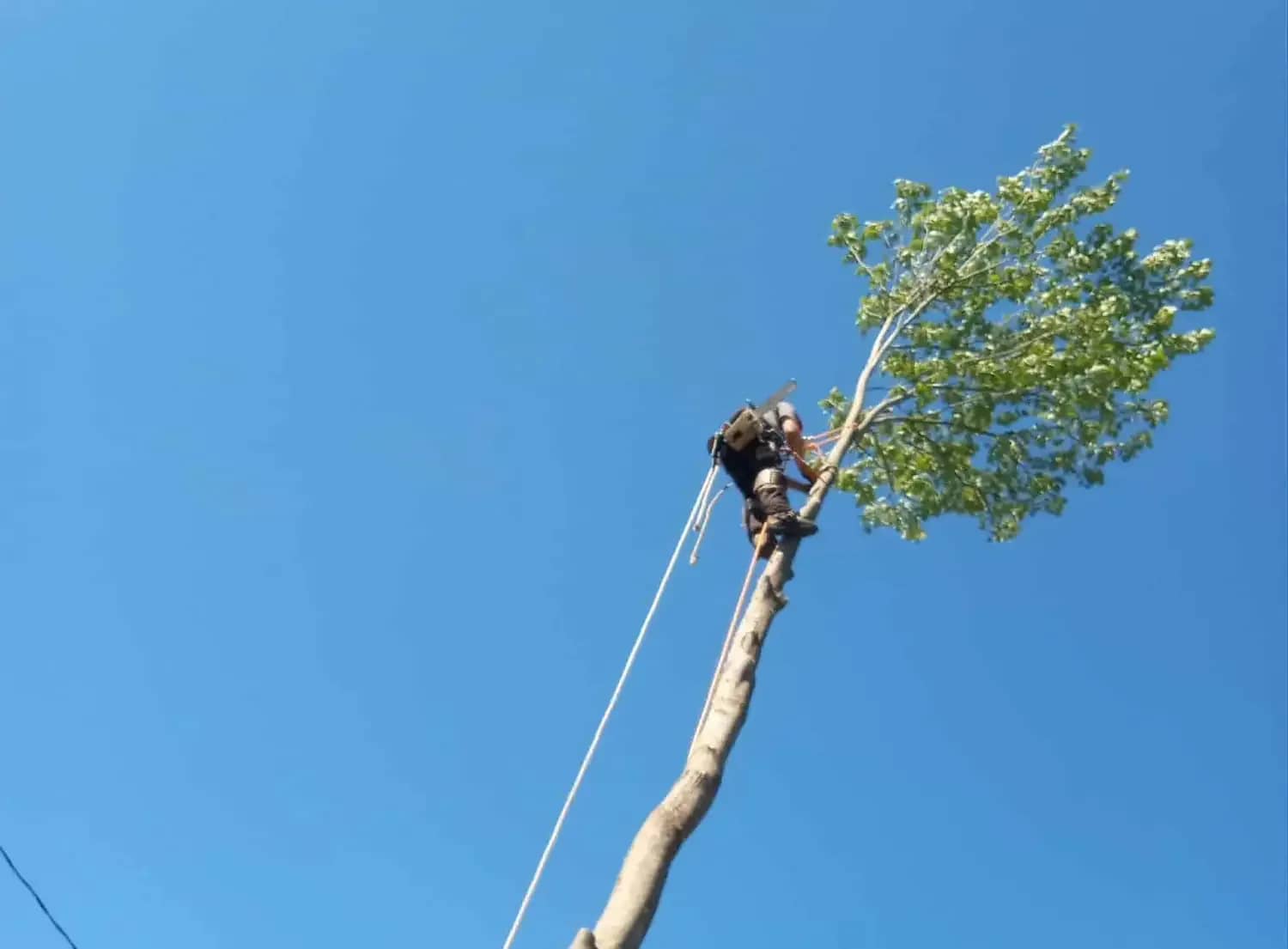 Grimpeur coupant la cime d’un arbre
