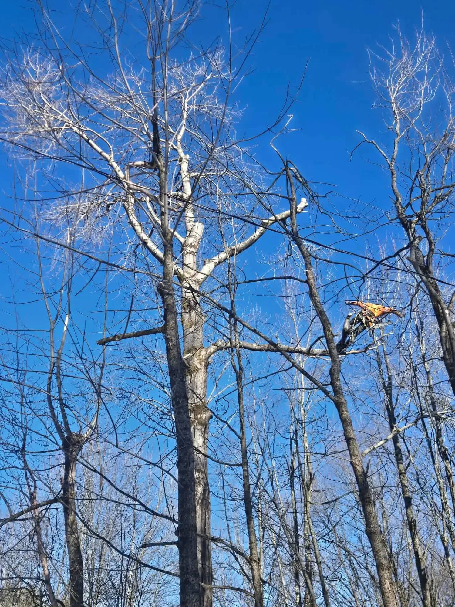 Arboriste grimpeur dans la cime de grands feuillus